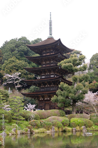瑠璃光寺の桜