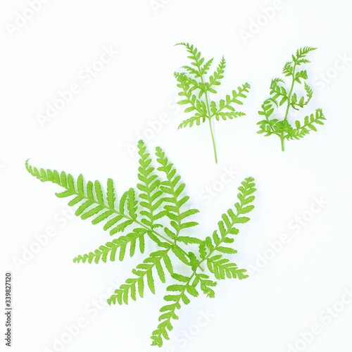 green fern on white background