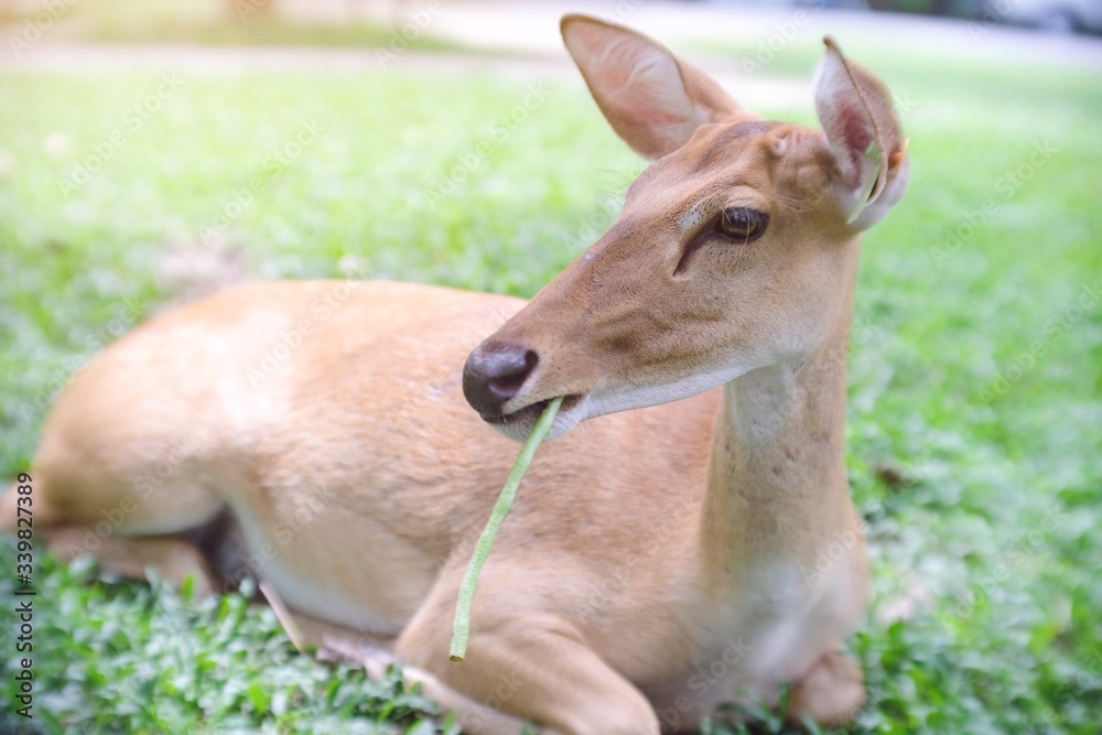 Portrait view of cute young deer lying on the grass in the park at Thailand zoo. Portrait view of cute young deer lying on the grass in the park at Thailand zoo.