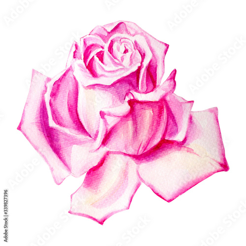 Watercolor pink rose decoration. Hand drawn floral illustration. Wedding, birthday and Valentine drawing. For greeting cards, bouquets, invitations,  design, patterns, prints. Flower scape, in bloom.