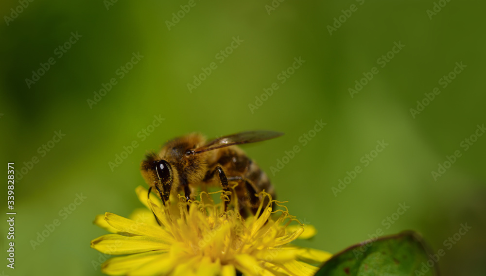 A honey bee sits in spring on a yellow wildflower, the dandelion, in a meadow with space for text A honey bee sits in spring on a yellow wildflower, the dandelion, in a meadow with space for text