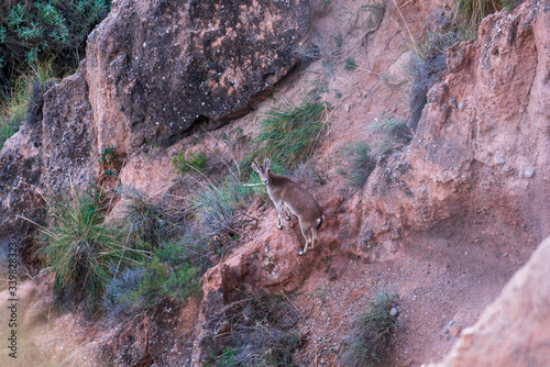 mountain goat climbing the steep terrain of the town of Yator (Spain) photo