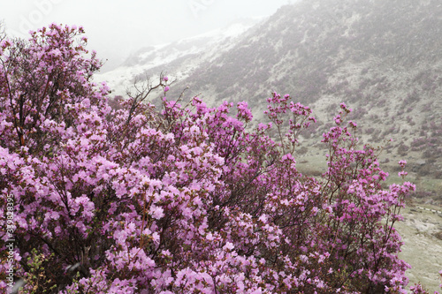 Beautiful flowers of purple blooming maralnik, rhododendron in Altai mountains, Russia. Spring tourism, travel in Altai Krai. Landscape, scenery of Altai Krai. Wildlife of Altai Krai. Maralnik blossom photo