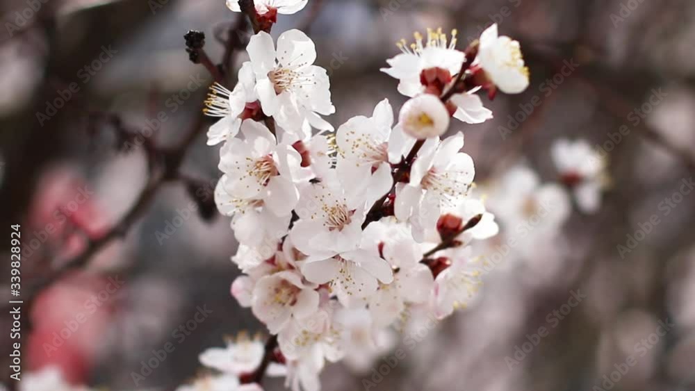 Close up view of beautiful flowers of apricot tree at blue sky. Spring time Close up view of beautiful flowers of apricot tree at blue sky. Spring time