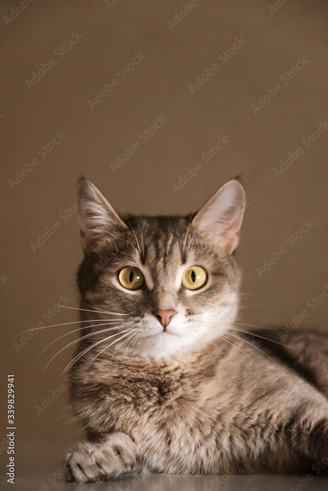 A beautiful adult gray cat with short hair, long mustache and yellow eyes sits in a royal pose and shows his greatness. The cat is the owner of the house. Image for veterinary clinic, cat blog