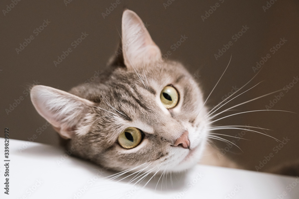 A close-up portrait of an adult shorthair gray cat with a white mustache and yellow eyes. The cat lies on a white table and watches the house. Image for veterinary clinic, animal feed, cat blog