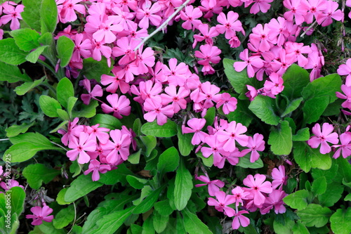 분홍색 꽃이 보이는 아름다운 풍경