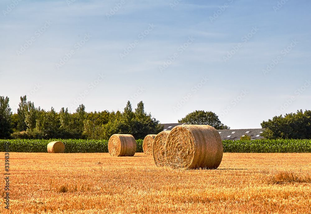 Straw bales on a harvested field in sunny day. France. Brittany
