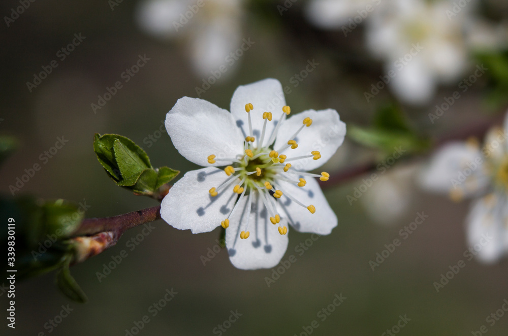 Spring flowering cherry. White flower on a branch. Macro Spring flowering cherry. White flower on a branch. Macro