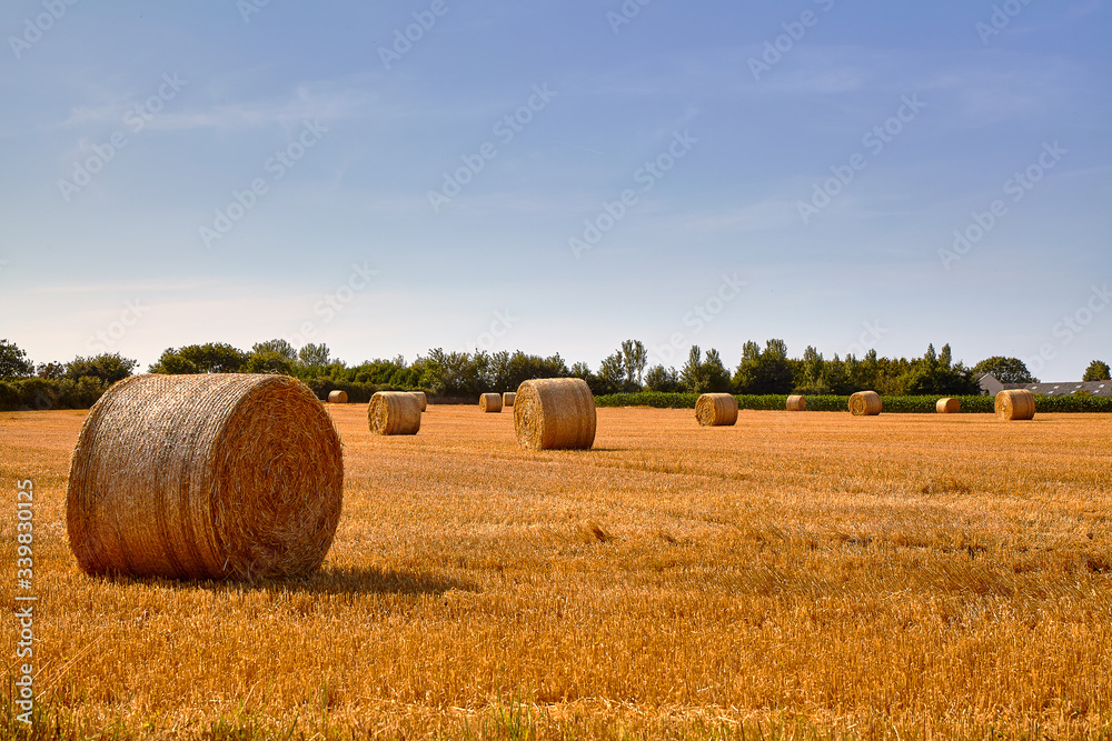 Straw bales on a harvested field