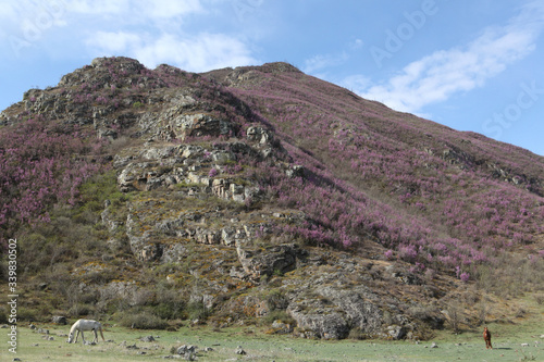 Beautiful flowers of purple blooming maralnik (rhododendron). Horses in Altai mountains, Russia. Spring tourism, travel in Altai Krai. Landscape, scenery of Altai Krai. Wildlife of Altai Krai, Russia photo