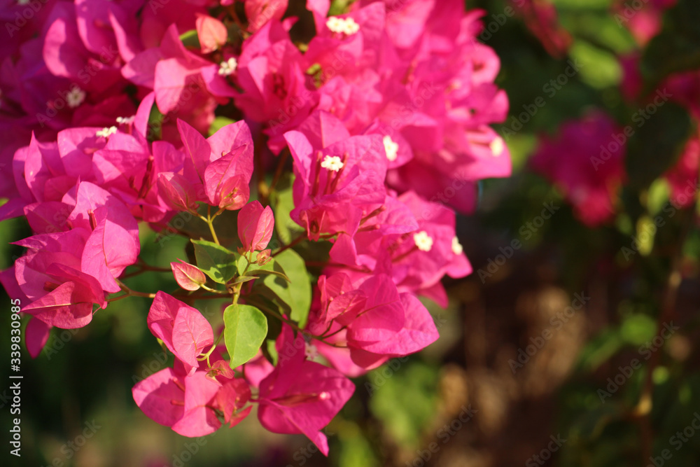Obraz premium beautiful background of a lush bush of bright pink flowering plants close-up of bougainvillea with a blurred background, great for cards for birthday, women's day, Valentine's day or as a banner