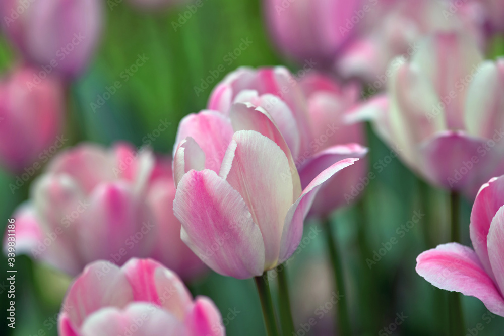 Fototapeta premium Pink tulips on a sunny day on a green background. Concept Spring. Tulip variety Pink Impression