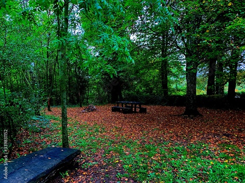 A hidden bench in the middle of the forest