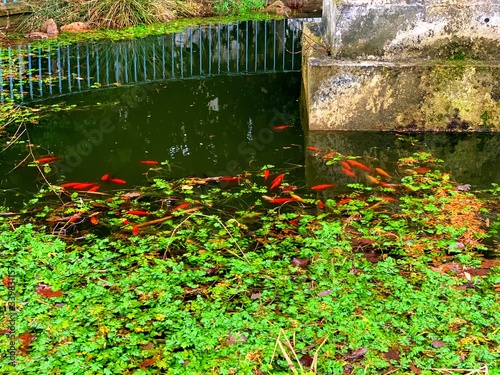 Ancient pond with Kio japanese fishes