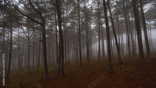 misty forest in the morning  © babaroga