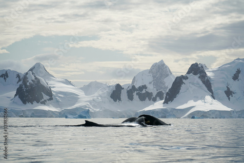 Two Whales Breaching in front of Snowy Mountains