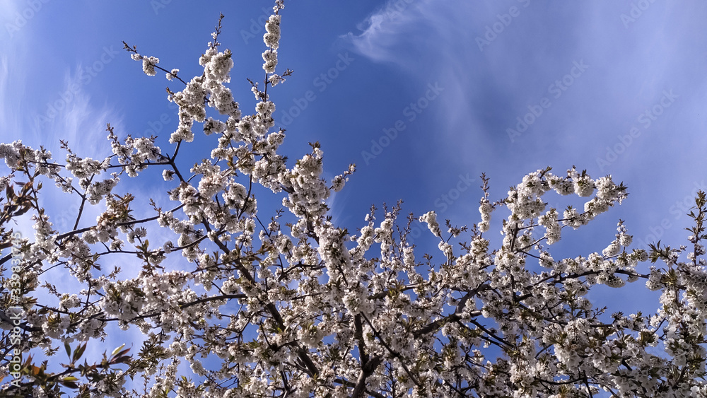 Spring blooming gardens, white cherry flowers against a blue sky. Spring blooming gardens, white cherry flowers against a blue sky.