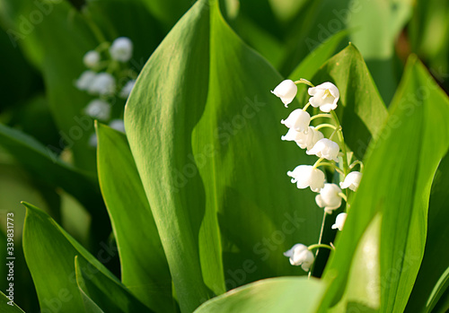 Lily of the valley flowers in the garden.
