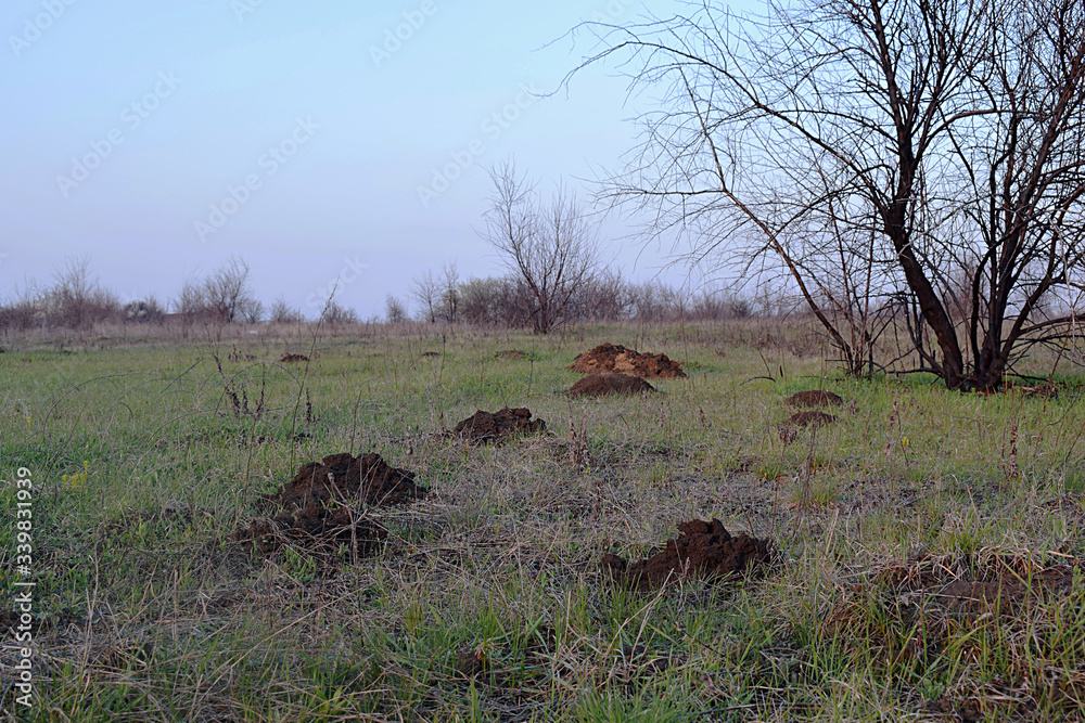 Fototapeta premium Earthen mounds left by the mole-rats