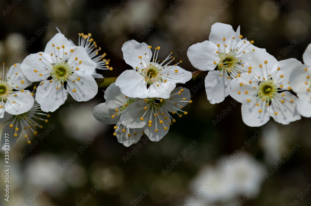 Springtime - an wild plum tree branch with flowers, Sofia city, Bulgaria, Europe Springtime - an wild plum tree branch with flowers, Sofia city, Bulgaria, Europe