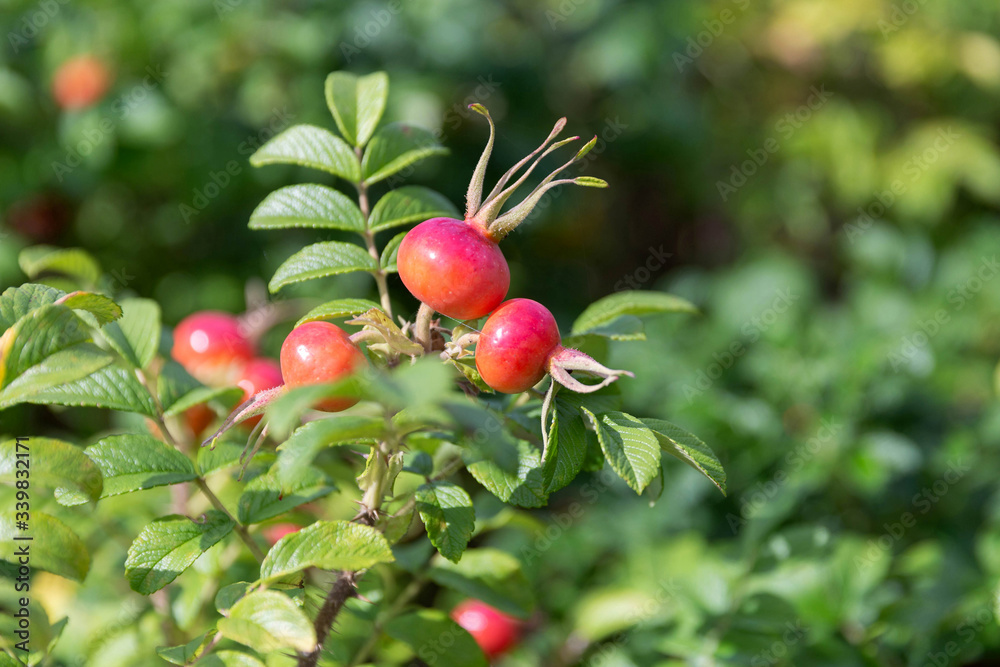 Ripe rosehip fruit