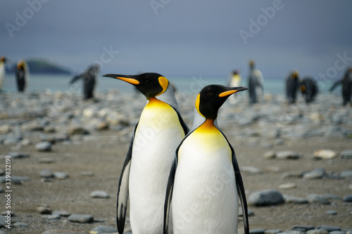 Penguin Couple Strolling the Beach