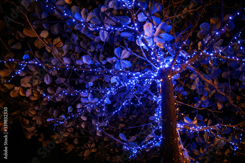 Glowing blue lanterns hang on trees in nature