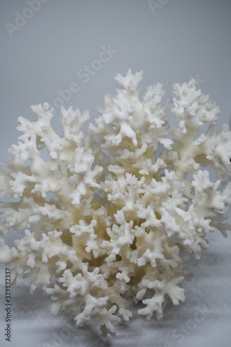 Dry white coral photographed on a white background