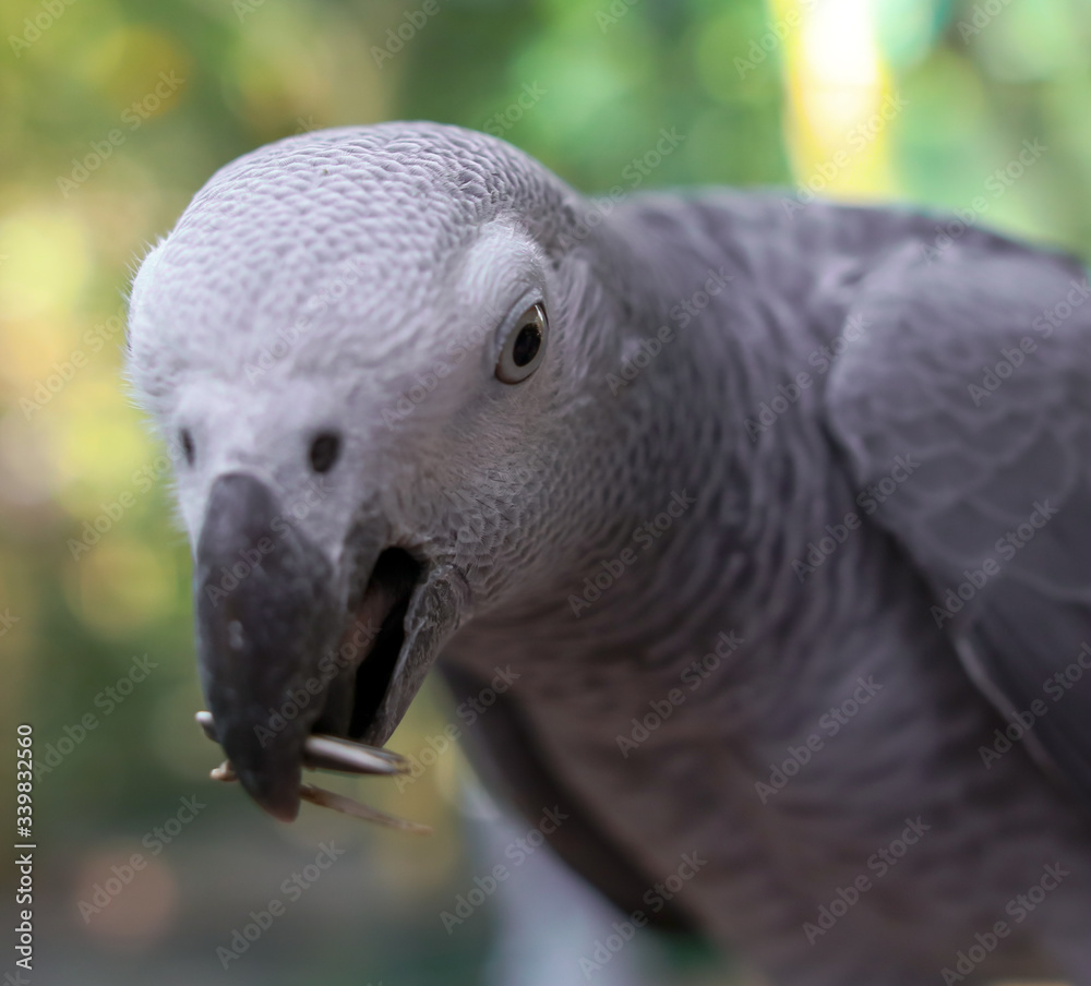 A parrot eats a seed in the park. A parrot eats a seed in the park.