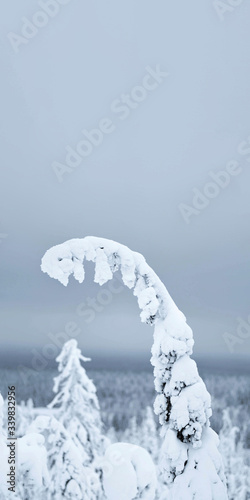 Closeup of spruce branch covered by snow at Riisitunturi National Park, Finland