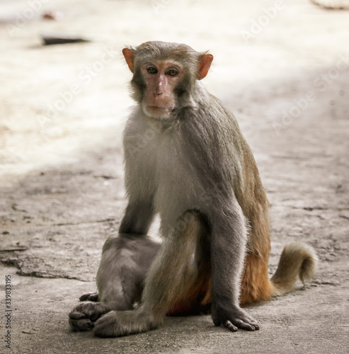 Portrait of a monkey in the park