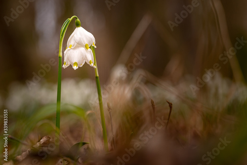 Spring Snowflake / Daffodil