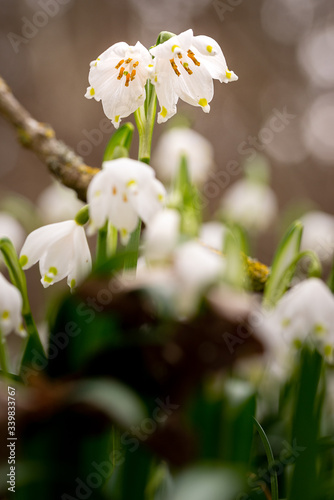 Spring Snowflake / Daffodil