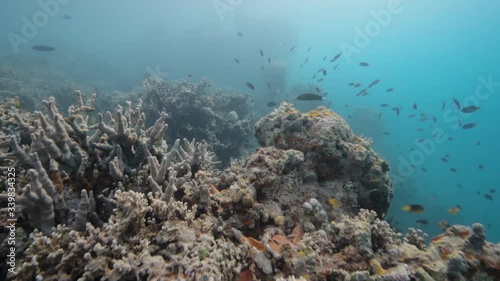 Dying coral reef in the tropical South Pacific Ocean