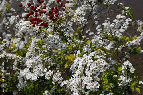 흰꽃과 빨간 열매가 보이는 아름다운 풍경