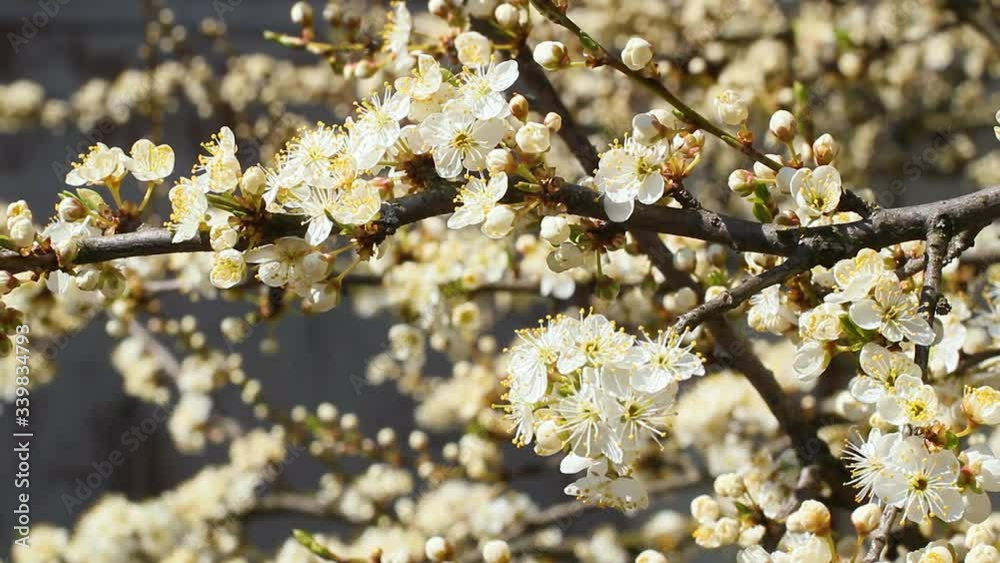 Beautiful fruit tree with many white flowers, blooming plum tree Beautiful fruit tree with many white flowers, blooming plum tree