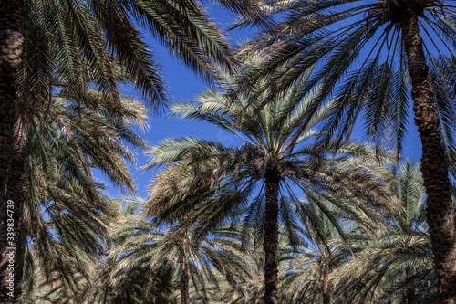 Date palm plantations in Birkat al Mouz  Oman