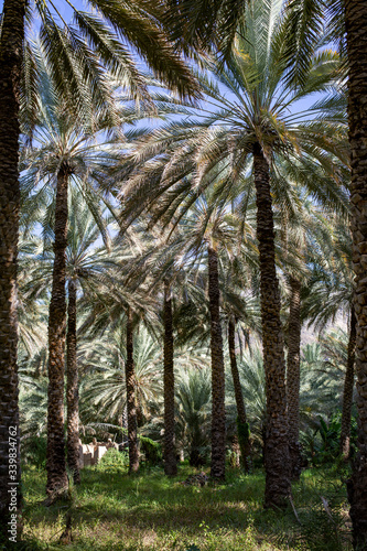 Date palm plantations in Birkat al Mouz  Oman