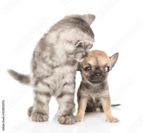 Young tabby cat sniffs tiny chihuahua puppy. Isolated on white background
