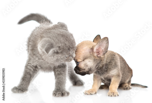 Fototapeta Naklejka Na Ścianę i Meble -  Kitten snifs sad tiny chihuahua puppy. Isolated on white background