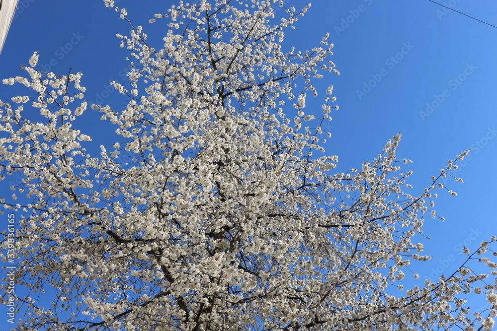 
Snow-white flowers bloomed on cherry plum in early spring