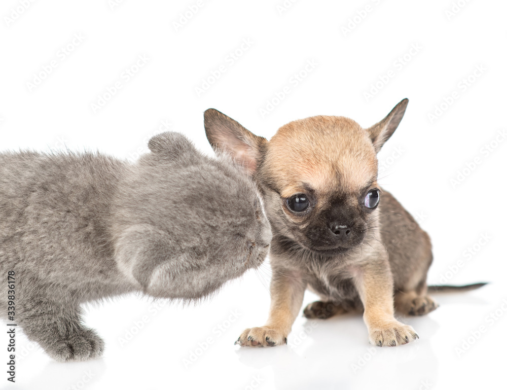 PLayful kitten kisses sad tiny chihuahua puppy. Isolated on white background