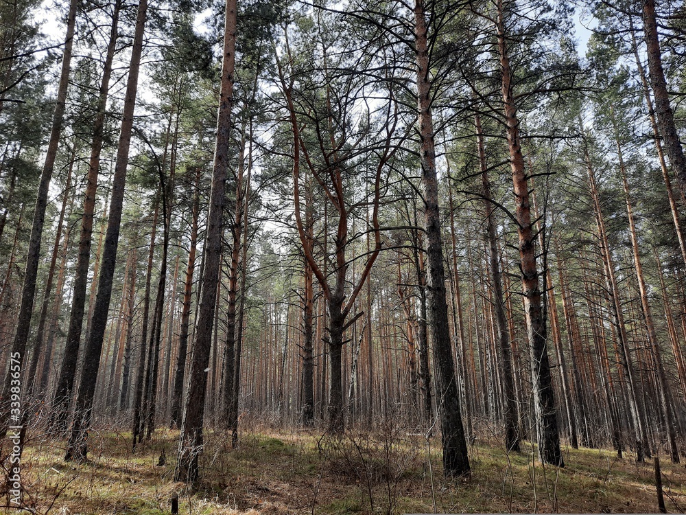 forest, tree, nature, landscape, trees, woods, wood, green, pine, autumn, park, summer, birch, leaf, foliage, environment, leaves, woodland, fall, trunk, light, sun, season, spring, plant forest, tree, nature, landscape, trees, woods, wood, green, pine, autumn, park, summer, birch, leaf, foliage, environment, leaves, woodland, fall, trunk, light, sun, season, spring, plant