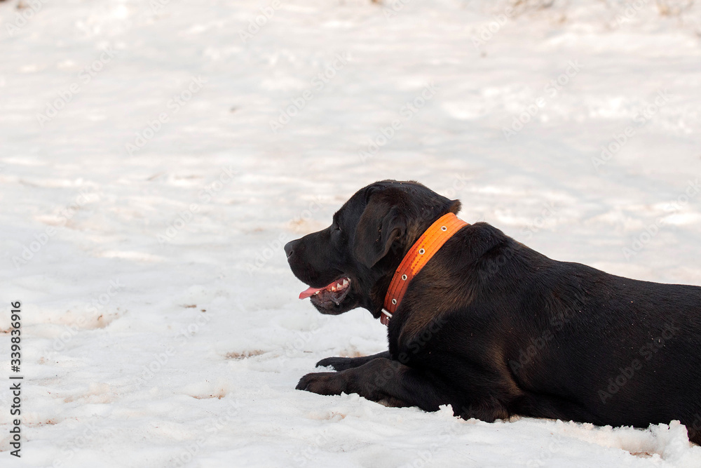 Black Labrador Retriever lying in the snow Black Labrador Retriever lying in the snow
