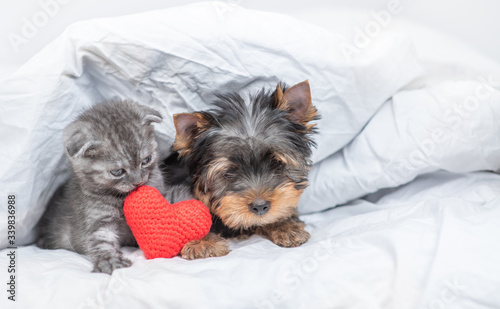Kitten and toy terrier puppy lie together under warm blanket with red heart. Empty space for text
