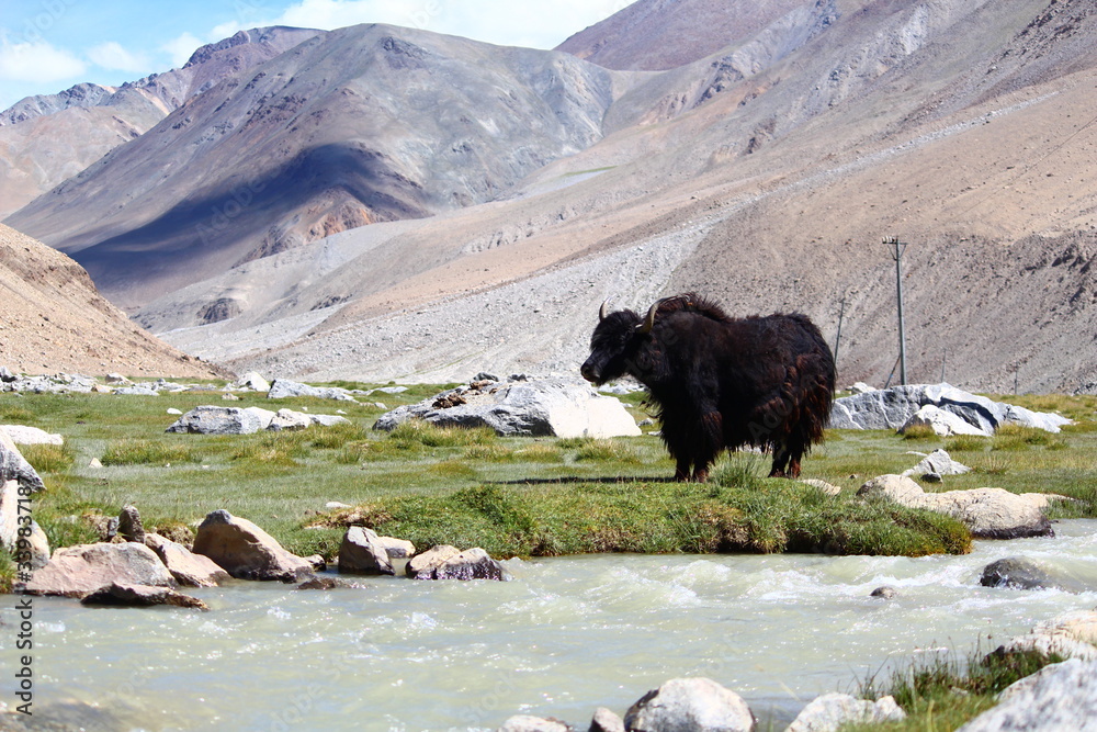 Fototapeta premium Black yak on a mountain background, Ladakh, India.