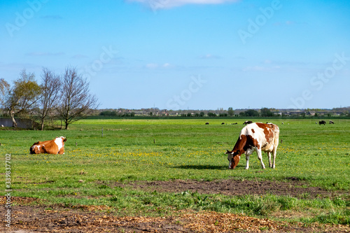 cows grazing in a field © Marcel Zweers