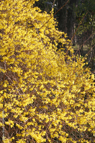 Forsythia bush with many yellow flowers on a sunny day in the garden on springtime 