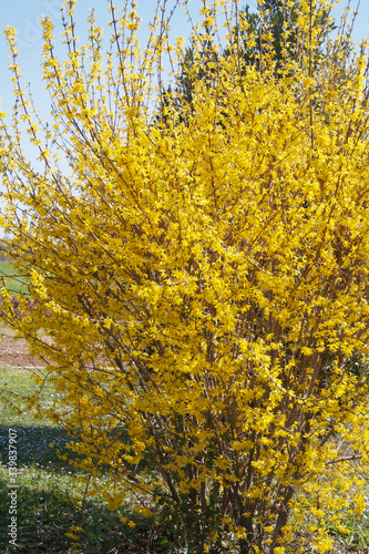 Tela Forsythia bush with many yellow flowers on a sunny day in the garden on springti